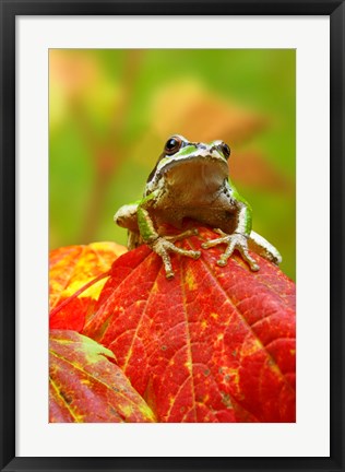 Framed Close-up of a Green Tree Frog on a leaf Print