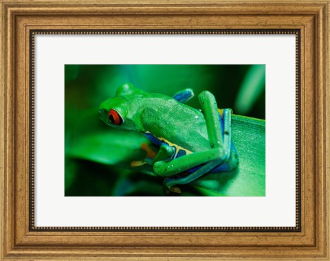 Framed Red Eyed Tree Frog Print