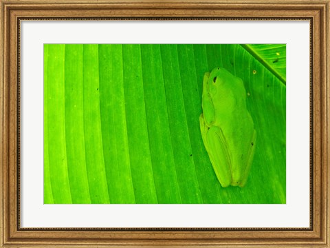 Framed Green frog  hiding on a banana leaf, Costa Rica Print