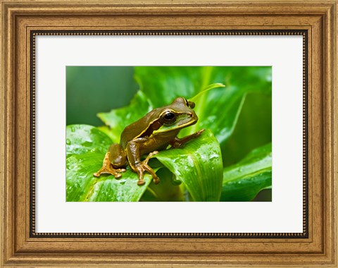 Framed Close-up of a Tree frog on a leaf, Costa Rica Print