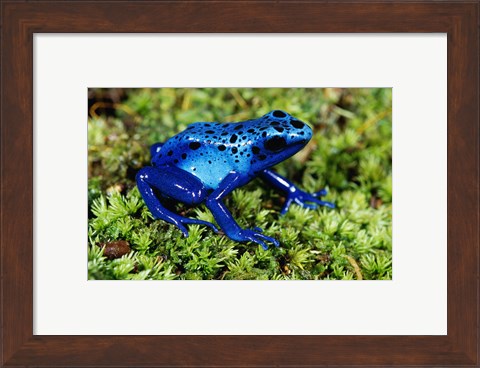 Framed Close-up of a Blue Poison Dart Frog in the grass Print