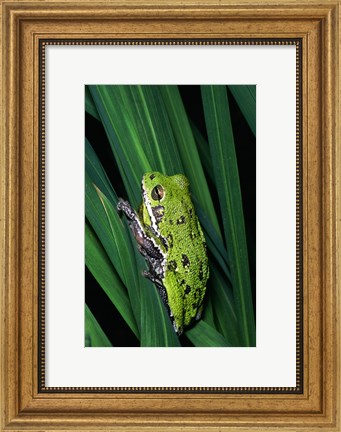Framed Close-up of a Barking Tree Frog resting on a leaf Print