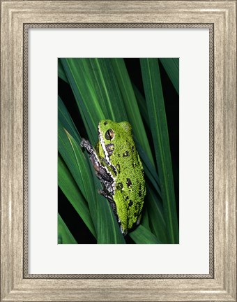 Framed Close-up of a Barking Tree Frog resting on a leaf Print