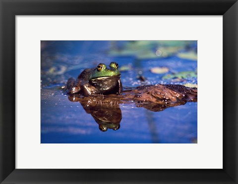 Framed Bullfrog Print