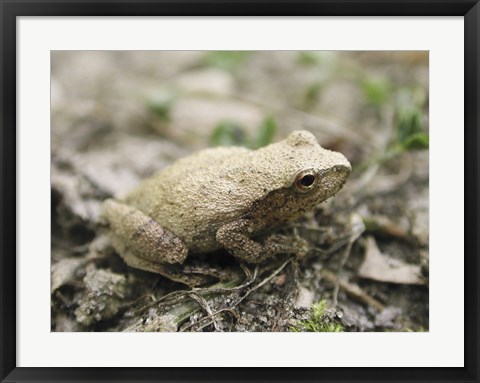 Framed Close-up of a toad on the ground Print