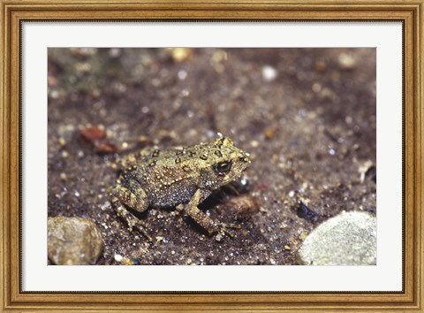 Framed Close-up of a toad on a rock Print