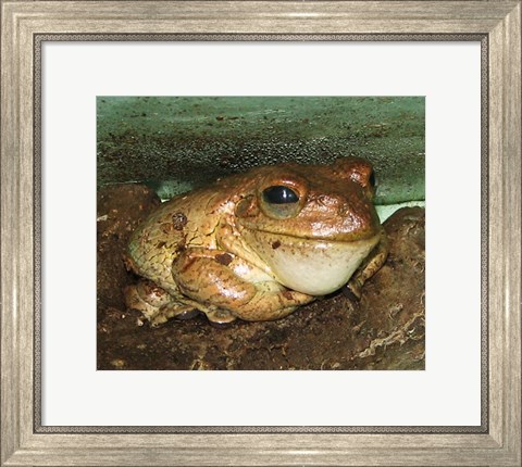 Framed Cuban Tree Frog Print