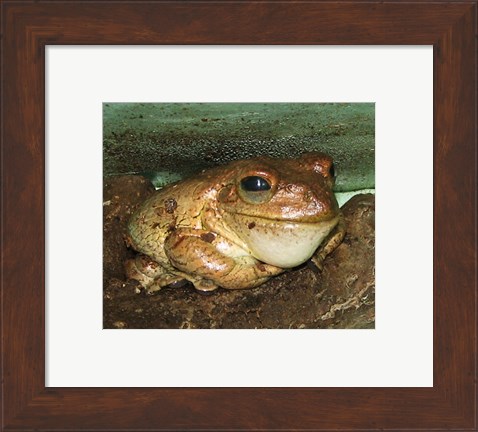 Framed Cuban Tree Frog Print