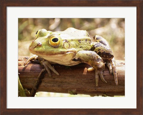 Framed Frog on Bough Print