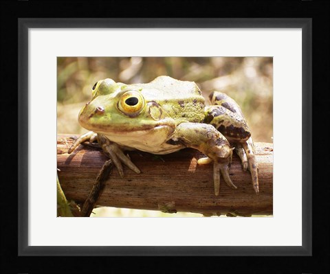 Framed Frog on Bough Print