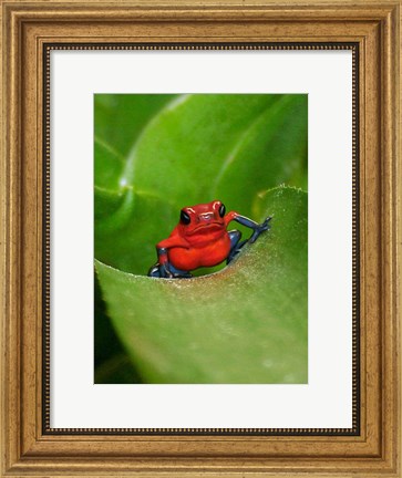 Framed Poster Frog Print