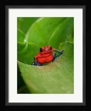 Framed Poster Frog Print