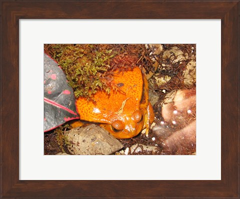Framed Tomato Frog Print
