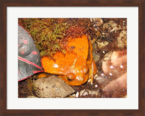 Framed Tomato Frog Print