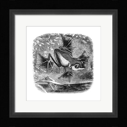 Framed Wallace Frog Print