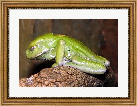 Framed Waxy Tree Frog Print