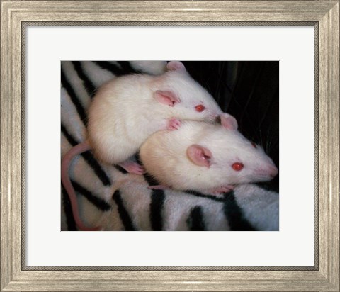 Framed White Mice Print