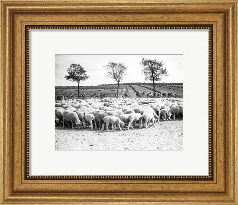 Framed Cyclists passing a herd of sheep, Tour de France 1938 Print