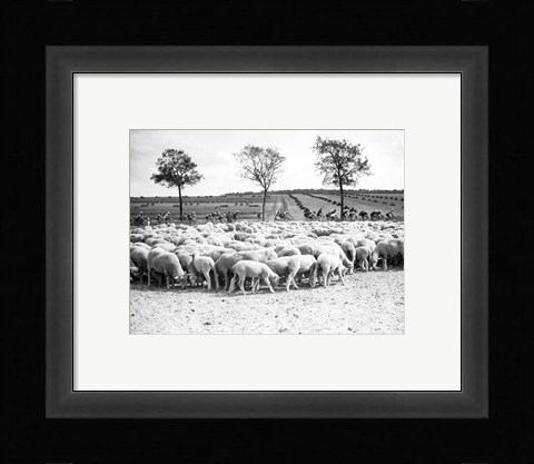 Framed Cyclists passing a herd of sheep, Tour de France 1938 Print