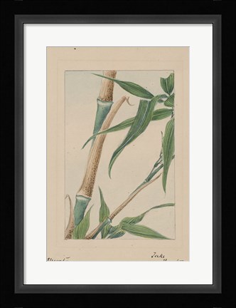 Framed Bamboo Tree Detail Print