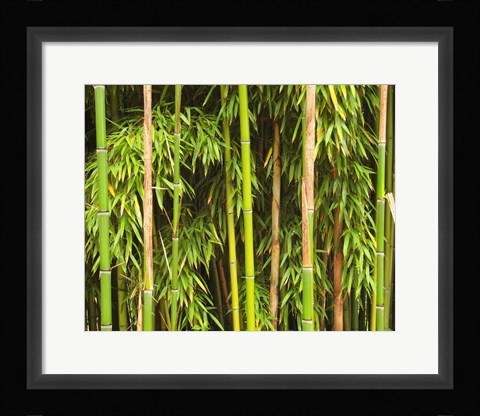 Framed Bamboo Richelieu Print