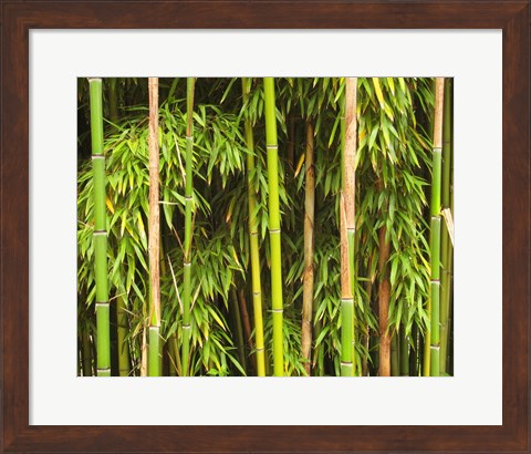 Framed Bamboo Richelieu Print