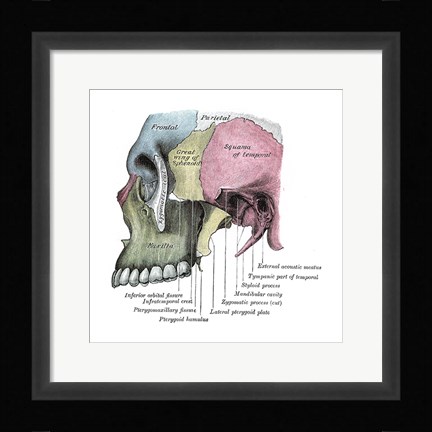 Framed Skull Diagram Print