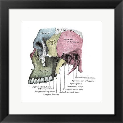 Framed Skull Diagram Print