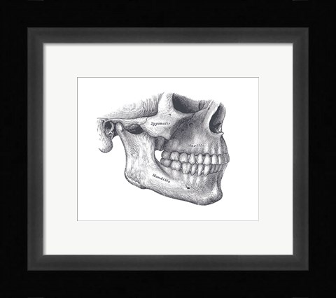 Framed Skull Diagram Print