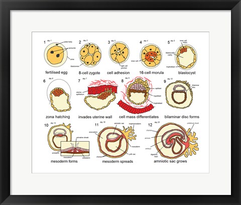 Framed Human Embryogenesis Print