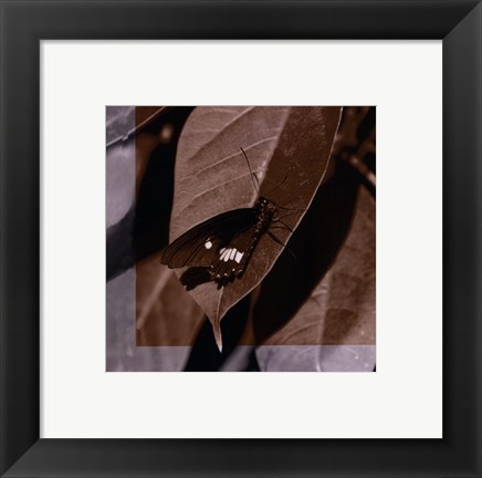 Framed Butterfly Study VI Print