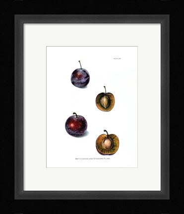Framed Plums II Print