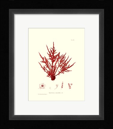Framed Nature Print in Coral III Print