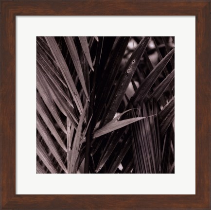 Framed Bamboo Study I Print