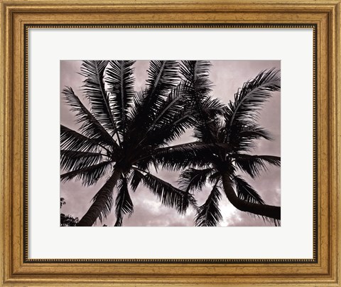 Framed Palms At Night V Print