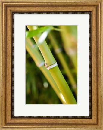 Framed Close-up of bamboo shoots Print