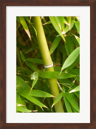 Framed Close-up of a bamboo shoot with bamboo leaves Print