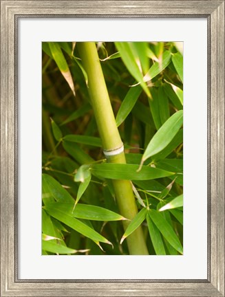 Framed Close-up of a bamboo shoot with bamboo leaves Print
