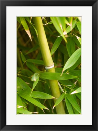 Framed Close-up of a bamboo shoot with bamboo leaves Print