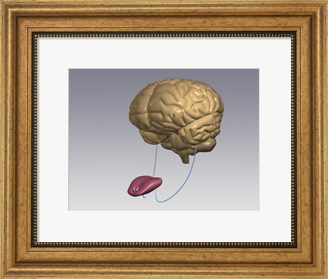 Framed Close-up of a human tongue connected to a human brain Print