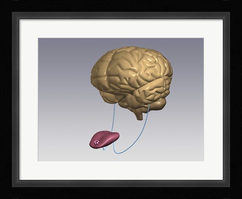 Framed Close-up of a human tongue connected to a human brain Print