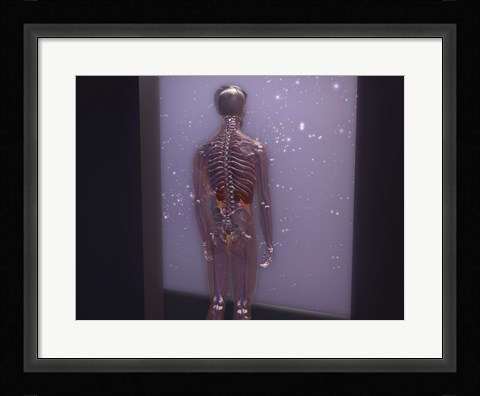 Framed Rear view of a human skeleton Print