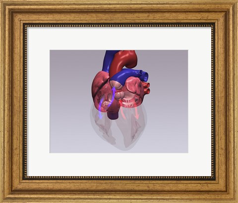 Framed Close-up of a human heart with flow model Print