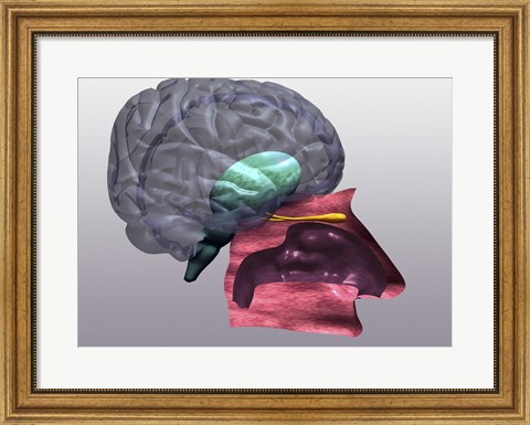 Framed Close-up of a human olfactory system Side View Print