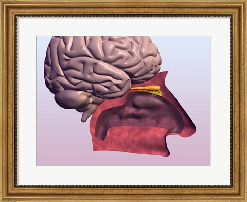 Framed Close-up of a human olfactory system and brain Print