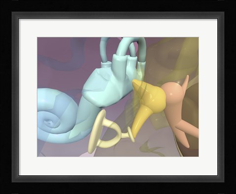 Framed Close-up of the inner parts of the human ear Print