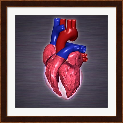 Framed Close-up of a human heart Print