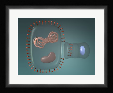 Framed Close-up of antigens produced in the human cell Print