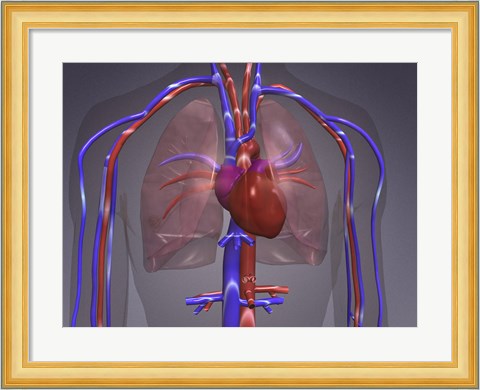 Framed Close-up of the circulatory system Print