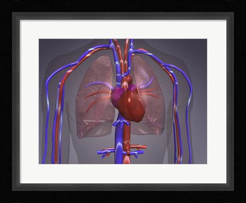 Framed Close-up of the circulatory system Print